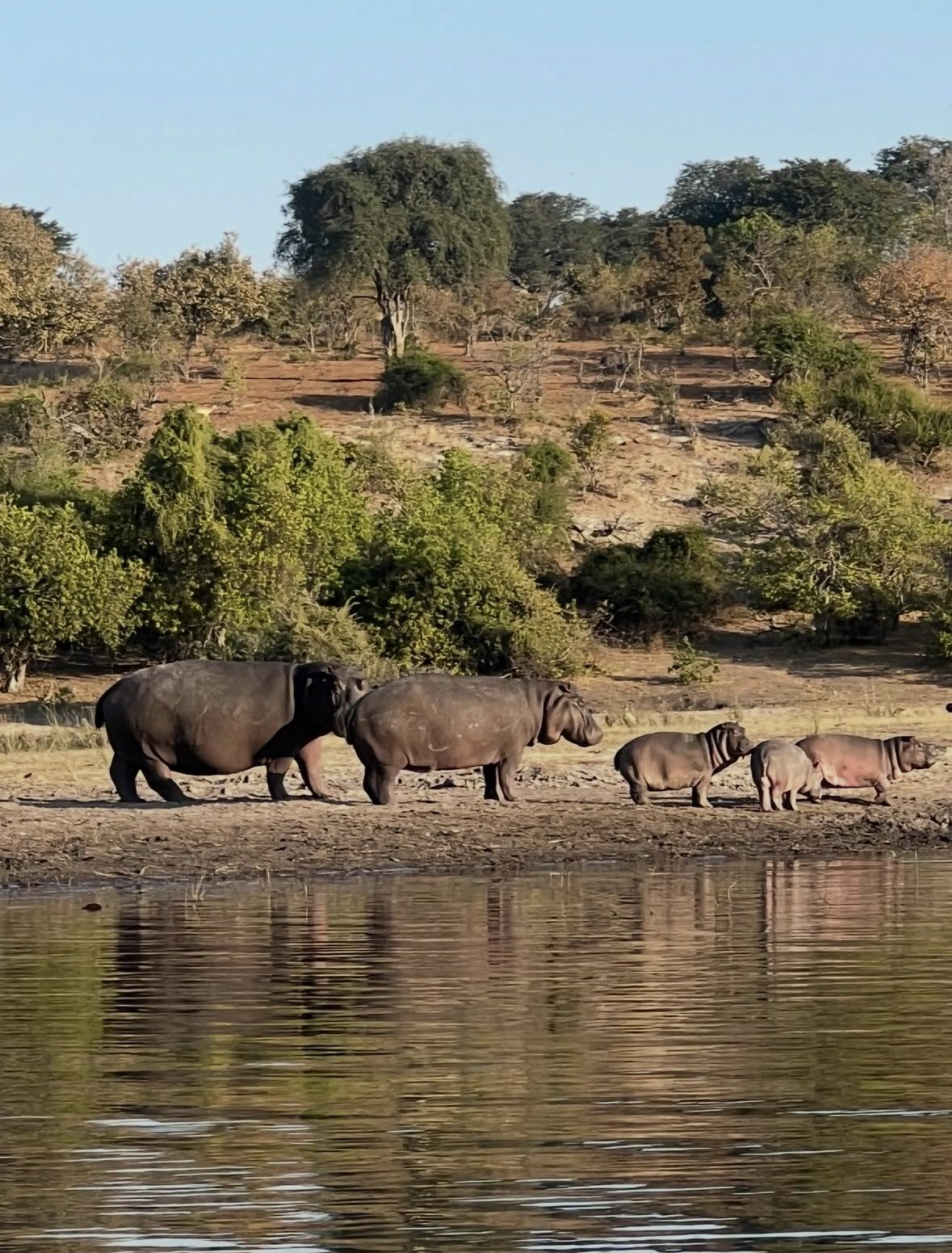 Chobe Day Trip From Victoria Falls Zimbabwe