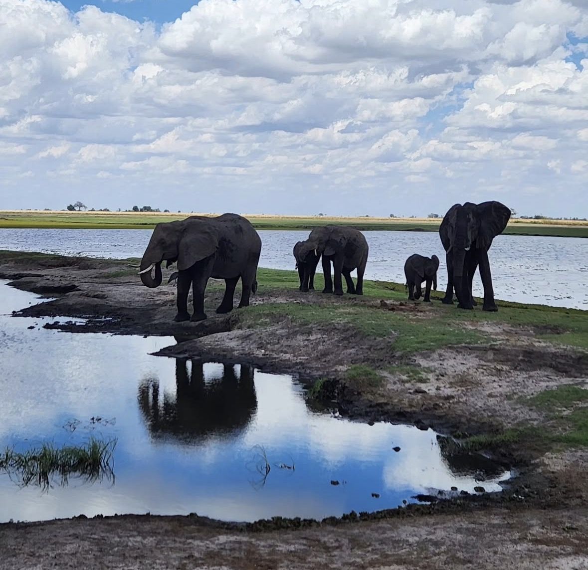 Chobe National Park Small Group Day Safari from Victoria Falls