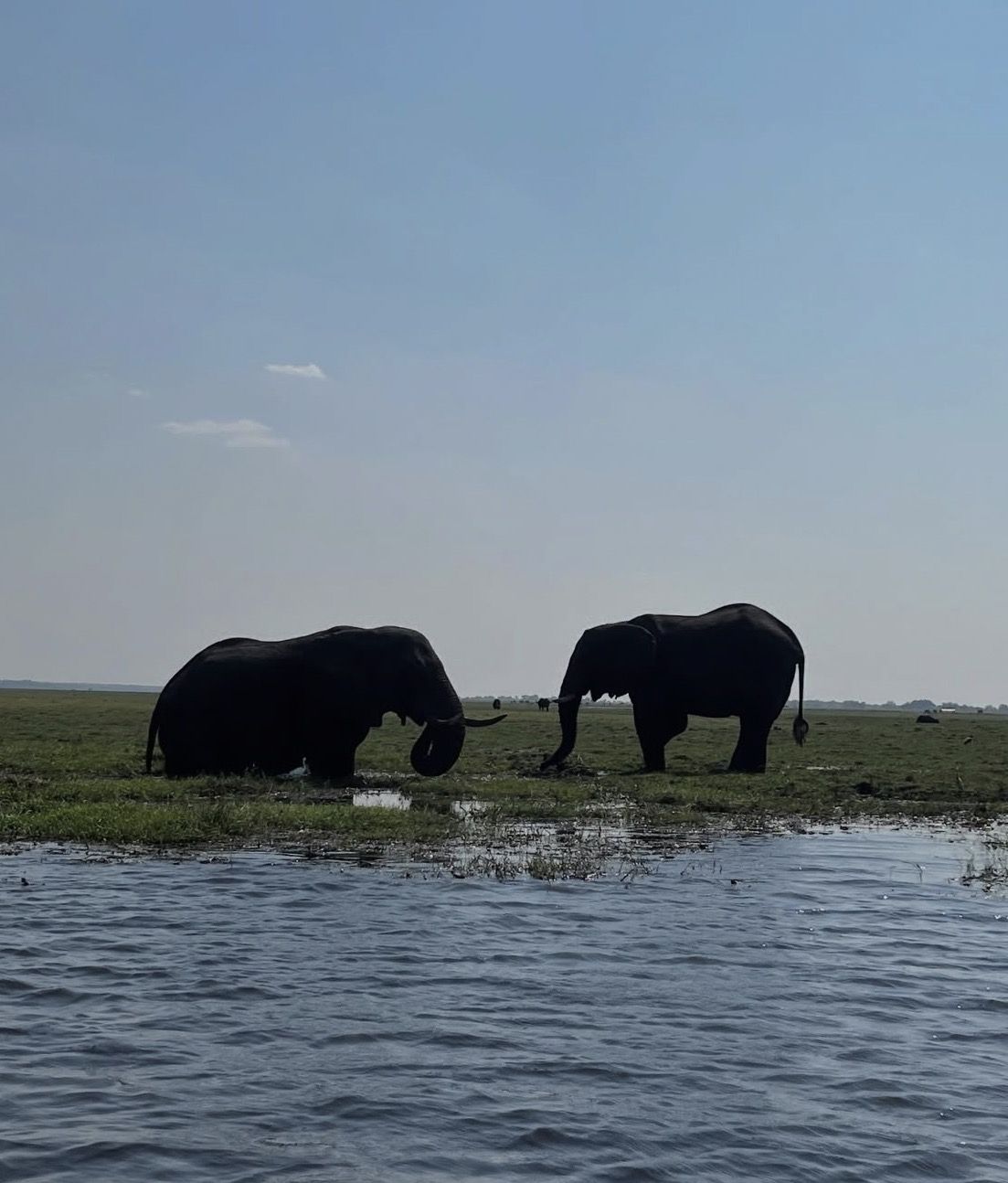 chobe 3hr sunset boat cruise